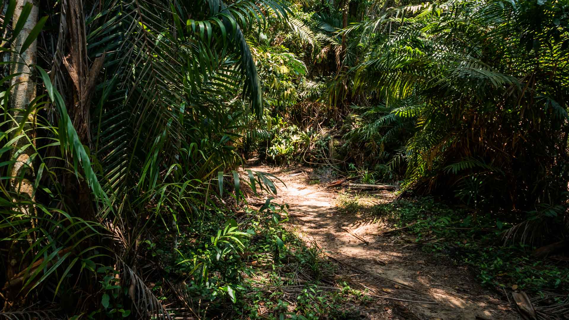 Droga przez dżunglę, Bako National Park, Borneo, Malezja