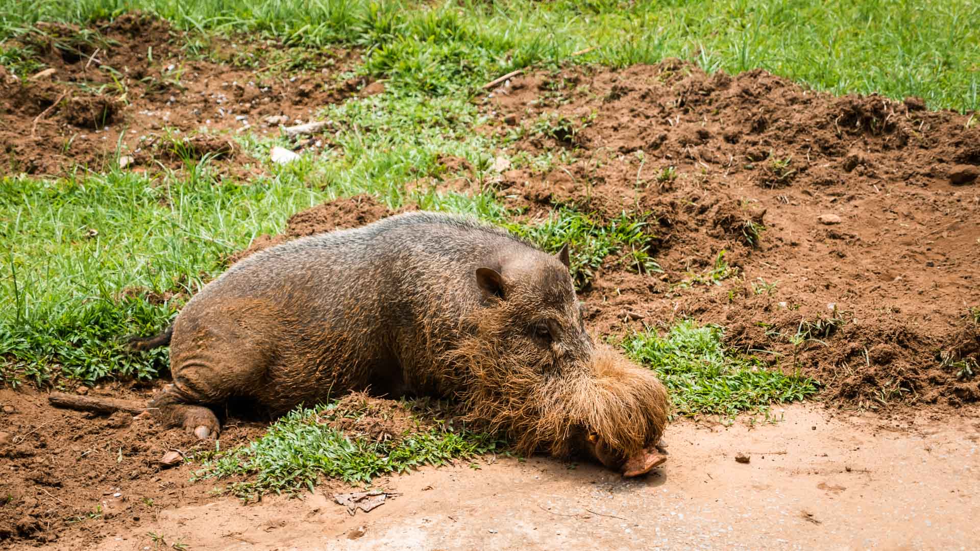 Brodata świnka, Bako National Park, Borneo, Malezja