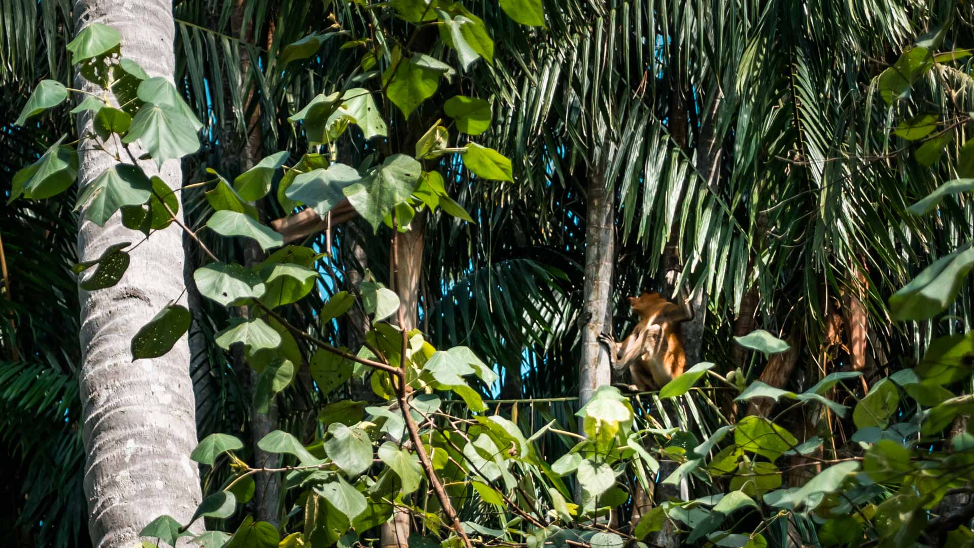 Nosacz Sundajski, Bako National Park, Borneo, Malezja