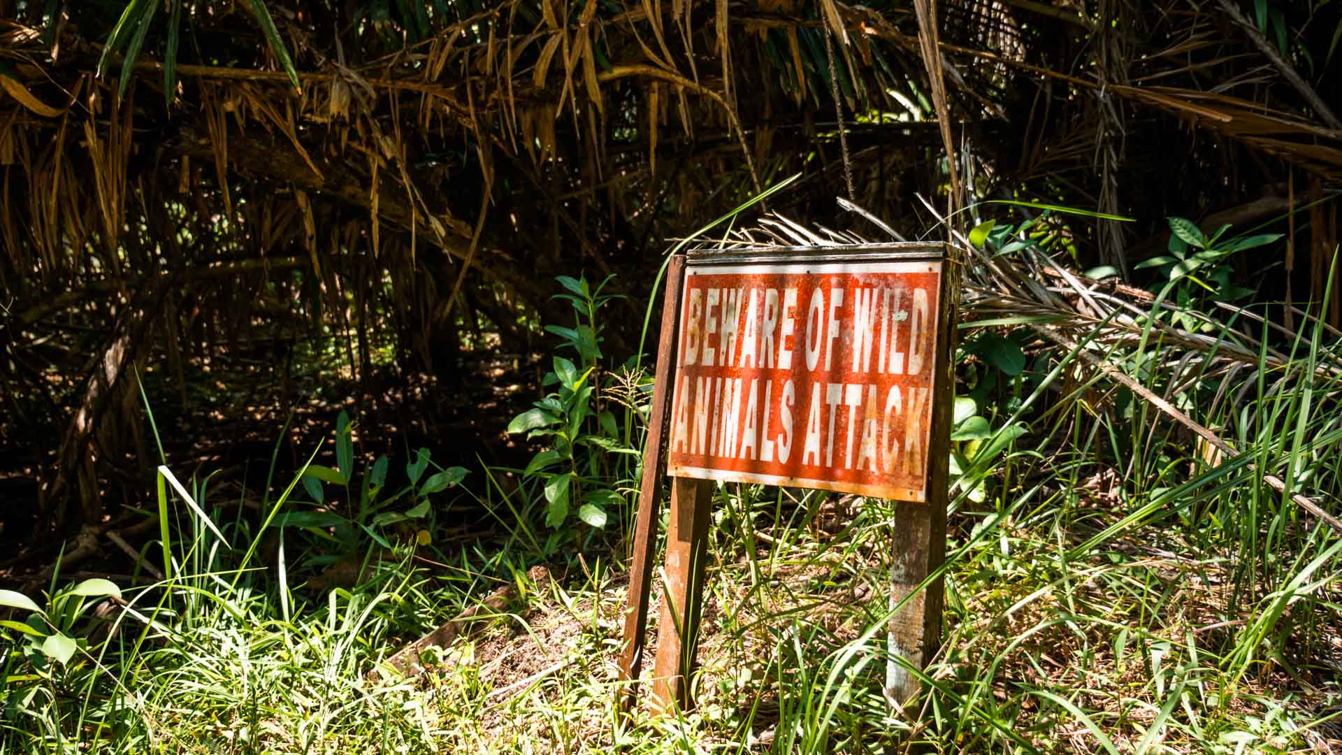 Ostrzeżenie o dzikich zwierzętach, Bako National Park, Borneo, Malezja