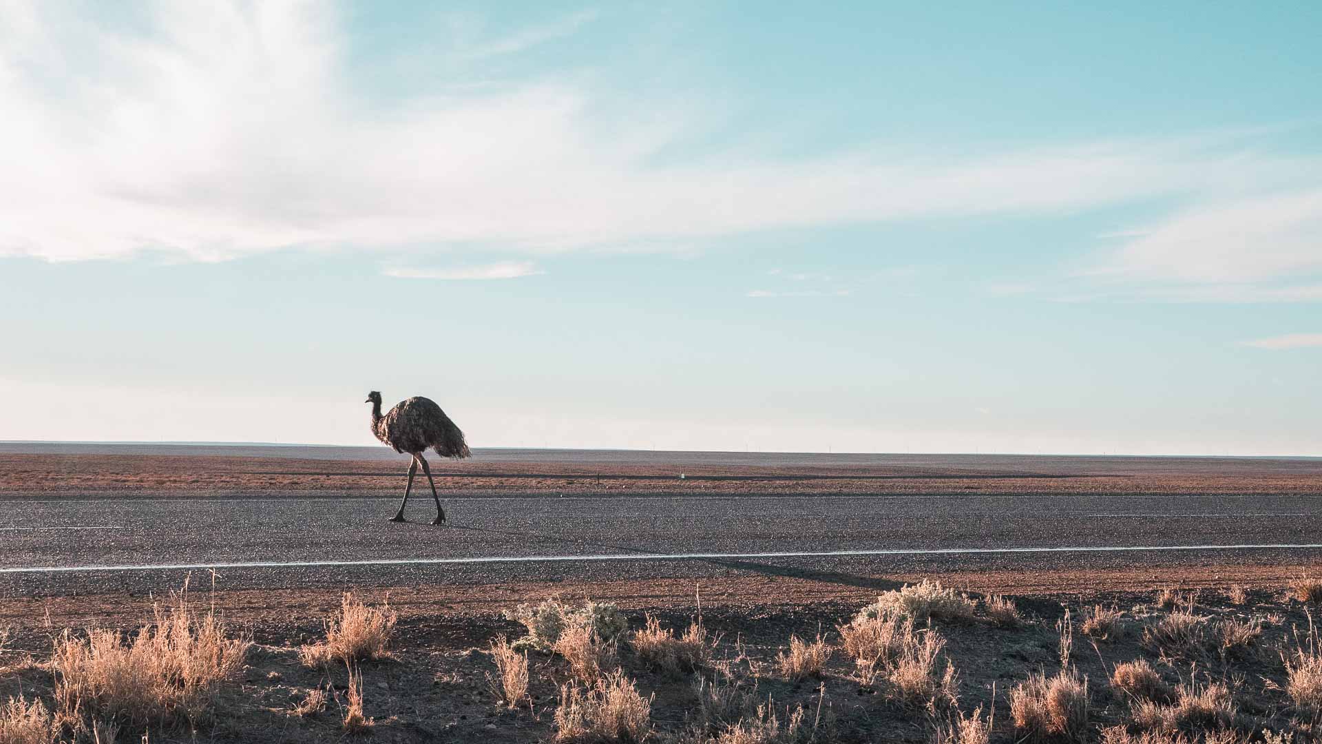 Spud's Roadhouse emu