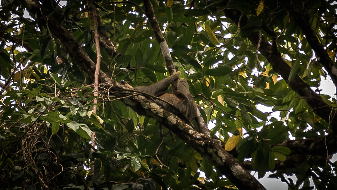 Leniwiec w parku Manuel Antonio na zachodzie Kostaryki