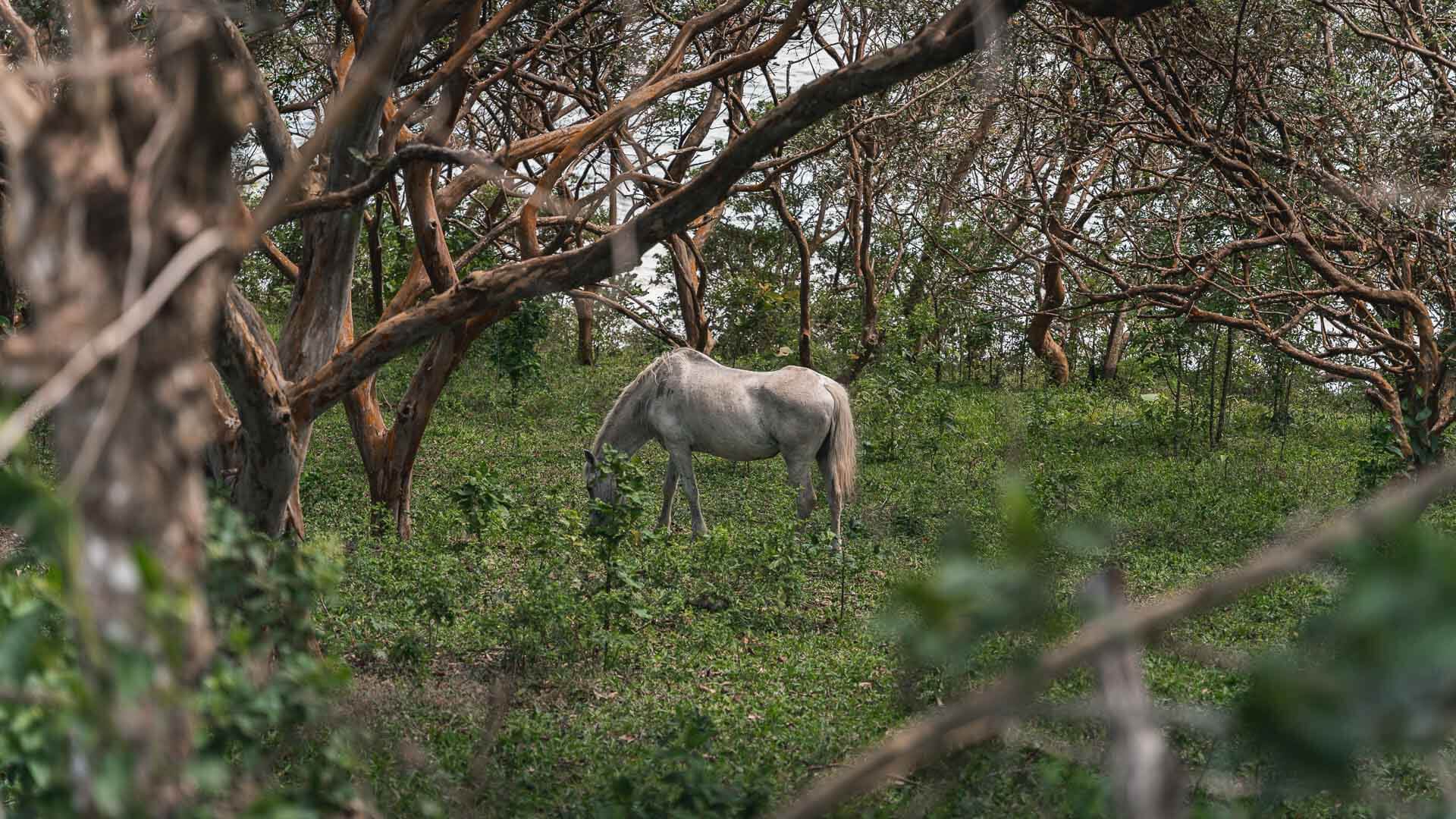 Koń koło jeziora Arenal