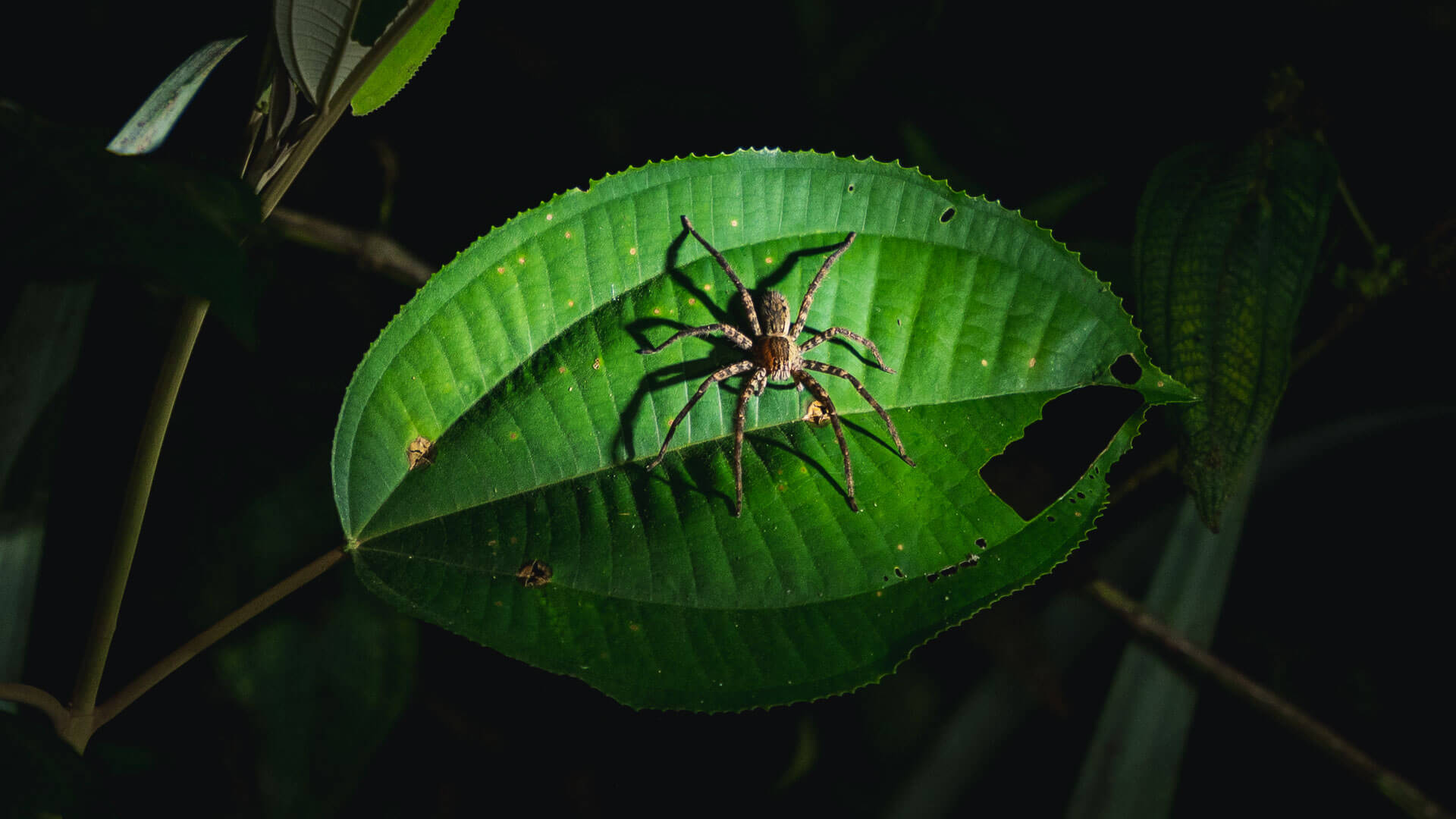 Jeden z pająków spotkanych na nocym spacerze po dżungli