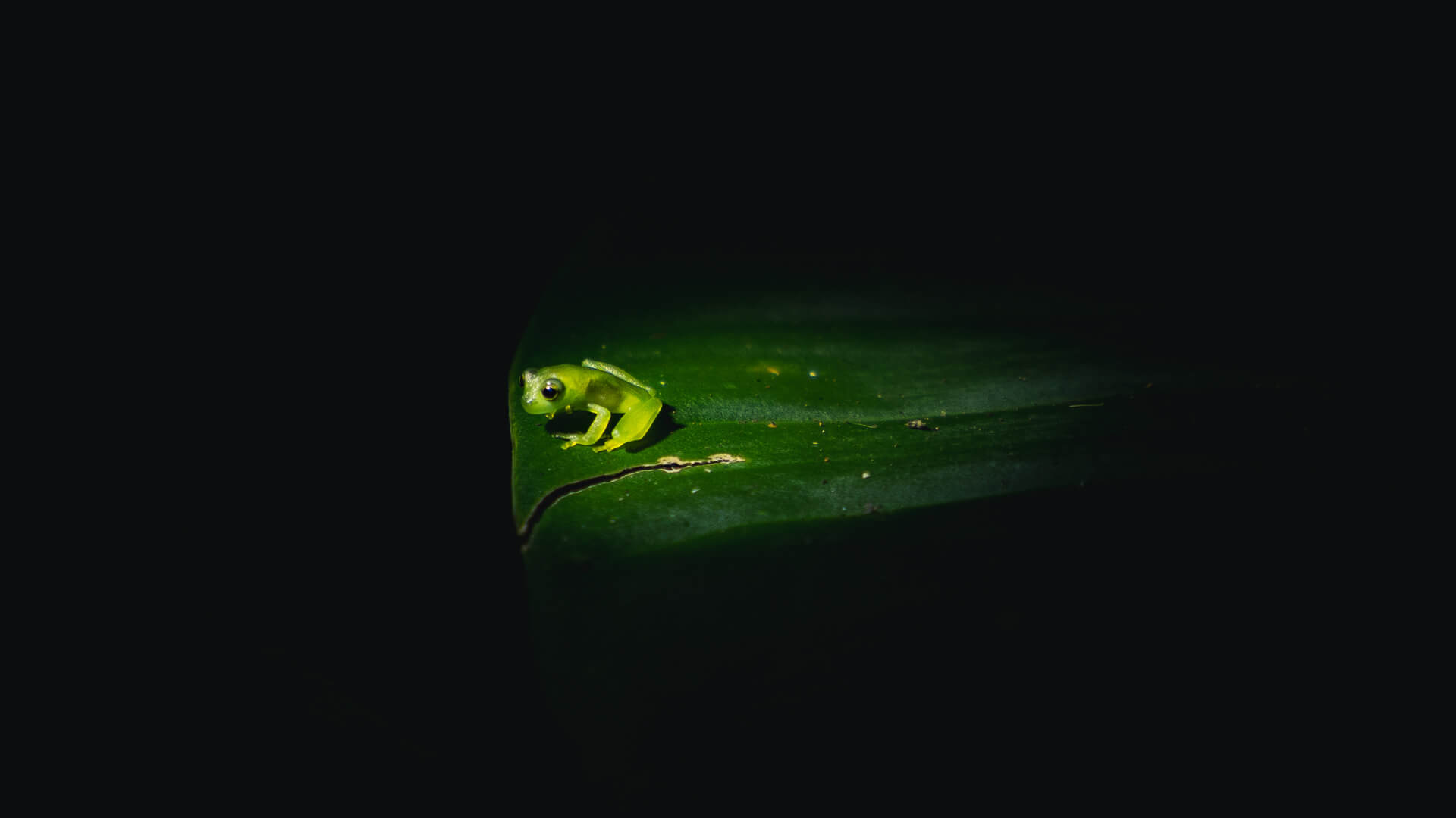 Żabka w dżungli na półwyspie Osa w Kostaryce