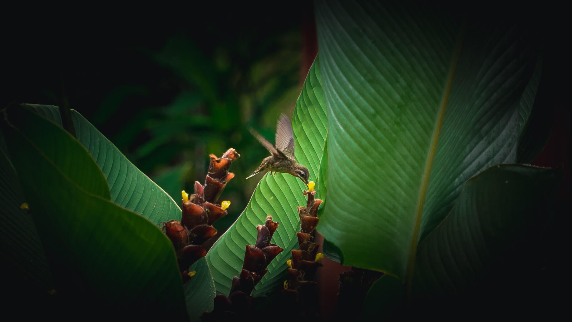 Koliber koło domu w Tamandua na półwyspie Osa