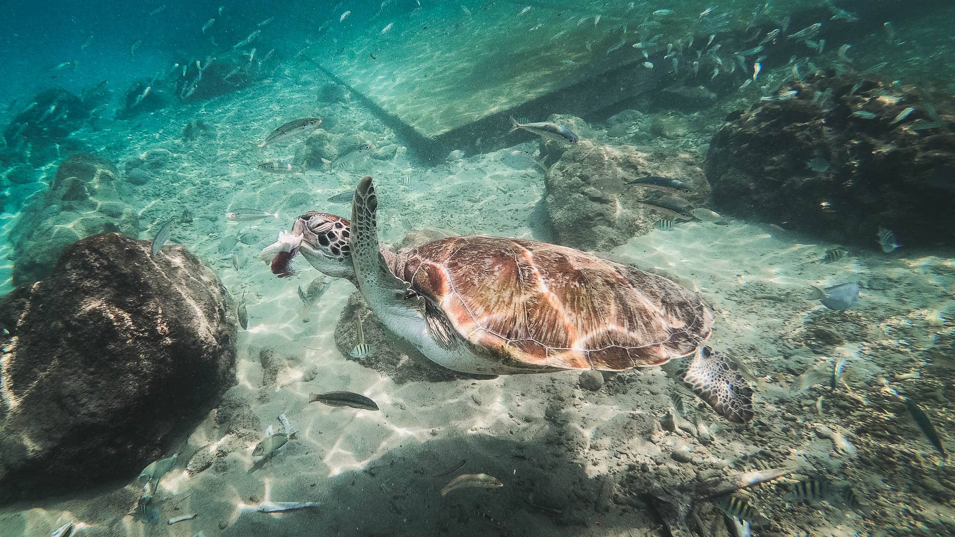 Żółw przy Playa Piscado na Curaçao